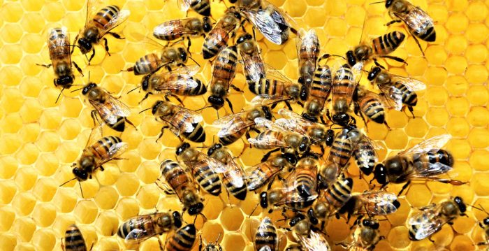هوش مصنوعی زنبور عسل ،جدیدترین فناوری سیستم‌ مسیریابی